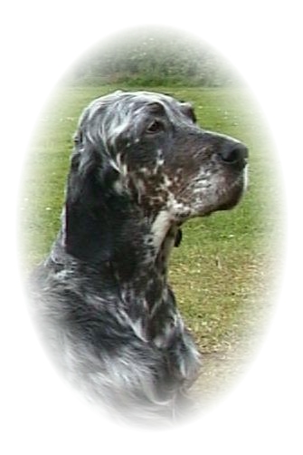 English Setter