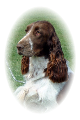 Field Spaniel